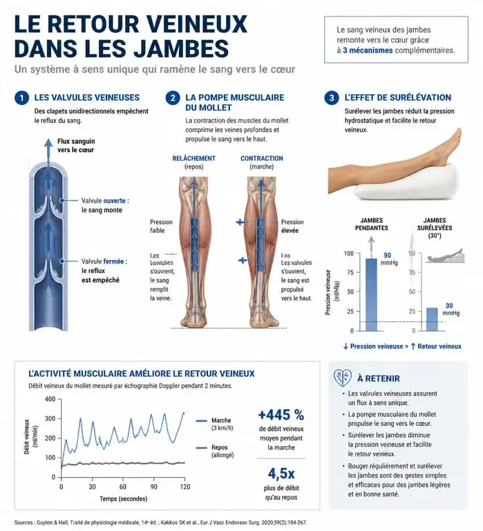 Schéma explicatif du retour veineux et des mécanismes pour améliorer la circulation sanguine dans les jambes